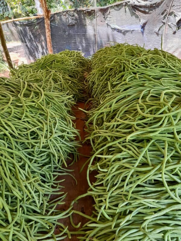 මෑ කරල්